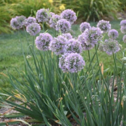 'Bubble Bath' Allium -GREAT GARDEN PLANTS 658 Bubble Bath Allium 2