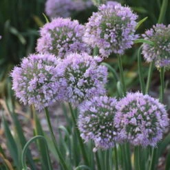 'Bubble Bath' Allium -GREAT GARDEN PLANTS 658 Bubble Bath Allium 3