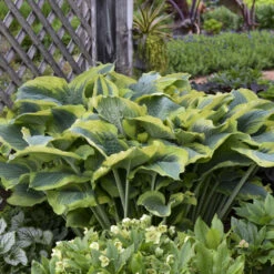 Shadowland® 'Seducer' Hosta -GREAT GARDEN PLANTS 6598ef6fe9ffaa880ffbbb5ef687e47e