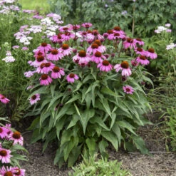 Color Coded® 'The Fuchsia Is Bright' Coneflower