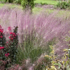 'Undaunted' Muhlygrass -GREAT GARDEN PLANTS 665 Undaunted Muhlygrass 3