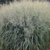 Prairie Winds® 'Niagara Falls' Switchgrass