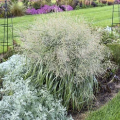Prairie Winds® 'Niagara Falls' Switchgrass -GREAT GARDEN PLANTS 666 Prairie Winds Niagara Falls Switchgrass 3