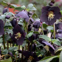 Honeymoon® New York Night Lenten Rose -GREAT GARDEN PLANTS 668 Honeymoon New York Night Lenten Rose 3