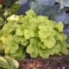 Primo® Pistachio Ambrosia Coral Bells