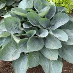 Shadowland® 'Above The Clouds' Hosta