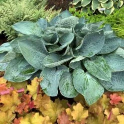 Shadowland® 'Above The Clouds' Hosta -GREAT GARDEN PLANTS 672 Shadowland Above The Clouds Hosta 3