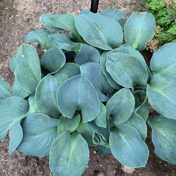 'Silver Bullet' Hosta 1 'Silver Bullet' Hosta