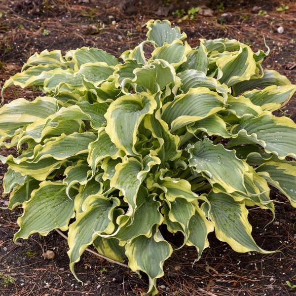 Shadowland® 'Voices In The Wind' Hosta 1 Shadowland® 'Voices In The Wind' Hosta