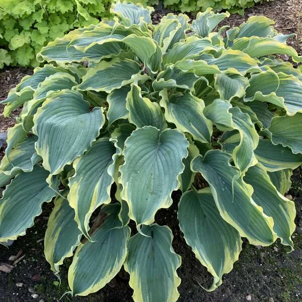 Shadowland® 'Voices In The Wind' Hosta 2 Shadowland® 'Voices In The Wind' Hosta - Image 2