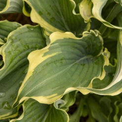 Shadowland® 'Voices In The Wind' Hosta 7 Shadowland® 'Voices In The Wind' Hosta -GREAT GARDEN PLANTS 675 Shadowland Voices In The Wind Hosta 3