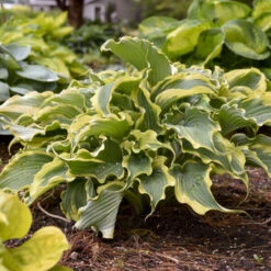 Shadowland® 'Voices In The Wind' Hosta 8 Shadowland® 'Voices In The Wind' Hosta -GREAT GARDEN PLANTS 675 Shadowland Voices In The Wind Hosta 4