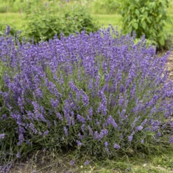 'Imperial Gem' Lavender