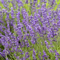 'Imperial Gem' Lavender -GREAT GARDEN PLANTS 677 Imperial Gem Lavender 3
