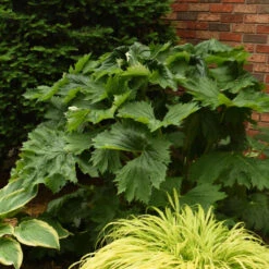 'Tractor Seat' Ligularia -GREAT GARDEN PLANTS 678 Tractor Seat Ligularia 2