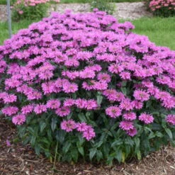 Upscale™ 'Lavender Taffeta' Bee Balm -GREAT GARDEN PLANTS 680 Upscale Lavender Taffeta Bee Balm 3