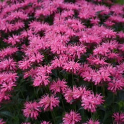 Upscale™ 'Pink Chenille' Bee Balm -GREAT GARDEN PLANTS 681 Monarda Pink Chenille Bee Balm 3