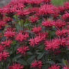 Upscale™ 'Red Velvet' Bee Balm