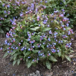 'Pink-a-Blue' Lungwort -GREAT GARDEN PLANTS 684 Pink A Blue Lungwort 2