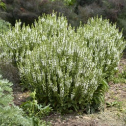 'White Profusion' Salvia -GREAT GARDEN PLANTS 685 White Profusion Salvia 4