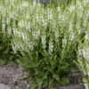 'White Profusion' Salvia