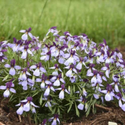 'Eco Artist Palette' Birdfoot Violet 5 'Eco Artist Palette' Birdfoot Violet -GREAT GARDEN PLANTS 686 Eco Artist Palette Perennial Violet 2