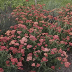 'Sassy Summer Sangria' Yarrow -GREAT GARDEN PLANTS 687 Sassy Summer Sangria Yarrow 3