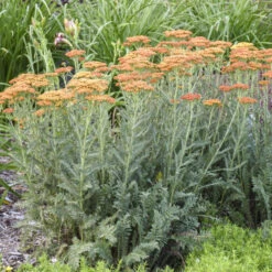 'Sassy Summer Sunset' Yarrow -GREAT GARDEN PLANTS 688 Sassy Summer Sunset Yarrow 1