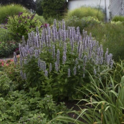 'Blue Fortune' Hummingbird Mint -GREAT GARDEN PLANTS 690 Blue Fortune Hummingbird Mint 3