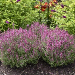 'Rosie Posie' Hummingbird Mint -GREAT GARDEN PLANTS 691 Rosie Posie Hummingbird Mint 4
