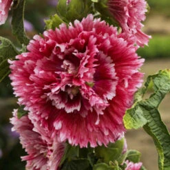 'Fiesta Time' Hollyhock -GREAT GARDEN PLANTS 693 Fiesta Time Hollyhock 1