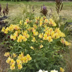 'Golden Tiara' Peruvian Lily (Alstroemeria) -GREAT GARDEN PLANTS 695 GoldenTiaraPeruvian Lily 1