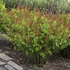 DecadenceĀ® 'Cherries Jubilee' False Indigo