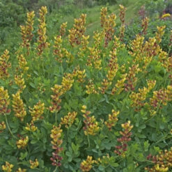 Decadence® 'Cherries Jubilee' False Indigo -GREAT GARDEN PLANTS 697 Decadence Cherries Jubilee False Indigo 3
