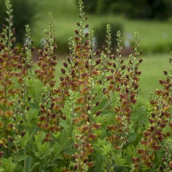 Decadence® 'Cherries Jubilee' False Indigo -GREAT GARDEN PLANTS 697 Decadence Cherries Jubilee False Indigo 4
