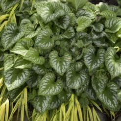 'Emerald Mist' Siberian Bugloss -GREAT GARDEN PLANTS 699 Emerald Mist Siberian Bugloss 1