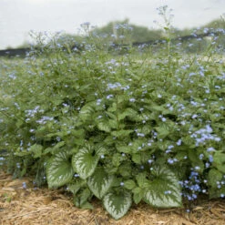 'Emerald Mist' Siberian Bugloss -GREAT GARDEN PLANTS 699 Emerald Mist Siberian Bugloss 4