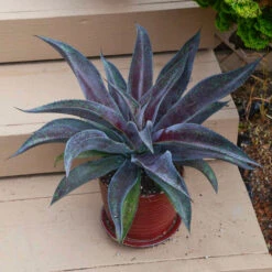 Mad About Mangave® 'Mission To Mars' Mangave -GREAT GARDEN PLANTS 6a6cda7c97208e48f864a4bbe5b7b04e