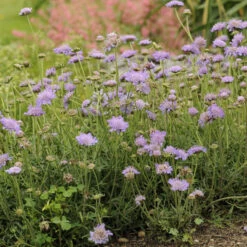 'Butterfly Blue' Pincushion Flower -GREAT GARDEN PLANTS 6e70dce264d17b2b8e61e8ea19bfbf06