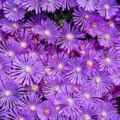 Kaleidoscope™ 'Orchid Flash' Ice Plant