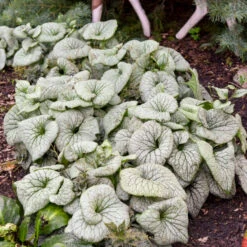 'Sterling Silver' Siberian Bugloss -GREAT GARDEN PLANTS 700 Sterling Silver Siberian Bugloss 1