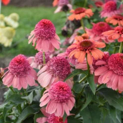 Double Dipped™ 'Rainbow Sherbet' Coneflower -GREAT GARDEN PLANTS 706 Double Dipped Rainbow Sherbet Coneflower 3