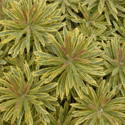'Ascot Rainbow' Spurge -GREAT GARDEN PLANTS 708 Ascot Rainbow Spurge 3