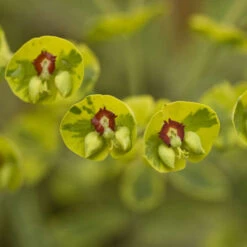 'Ascot Rainbow' Spurge -GREAT GARDEN PLANTS 708 Ascot Rainbow Spurge 4