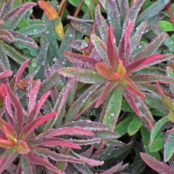 'Bonfire' Spurge -GREAT GARDEN PLANTS 709 Bonfire Spurge 3