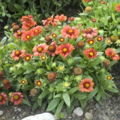'Arizona Red Shades' Blanket Flower -GREAT GARDEN PLANTS 710 Arizona Red Shades Blanket Flower 3