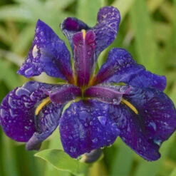 'Black Gamecock' Louisiana Iris -GREAT GARDEN PLANTS 711 Black Gamecock Louisiana Iris 2