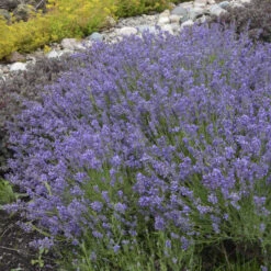 'Essence Purple' Lavender -GREAT GARDEN PLANTS 712 Esence Purple Lavender 1