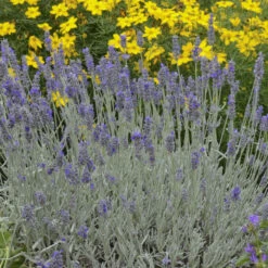 'Silver Mist' Lavender -GREAT GARDEN PLANTS 713 Silver Mist Lavender 3