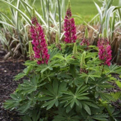 Mini Gallery™ Red Lupine -GREAT GARDEN PLANTS 716 Mini Gallery Red Lupine 1
